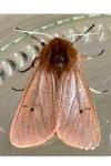 Phragmatobia fuliginosa