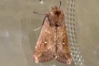 Mythimna albipuncta
