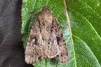 Amphipyra pyramidea