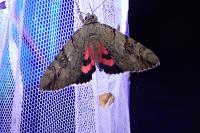 Catocala electa