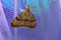 Lymantria dispar