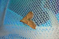 Endotricha flammealis