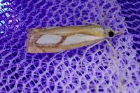 Catoptria pinella