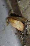 Euthrix potatoria