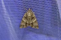 Acronicta rumicis