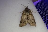 Bryophila ravula/vandalusiae