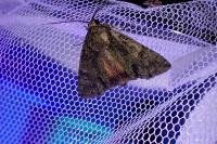 Polyphaenis sericata