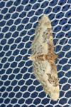 Idaea mustelata
