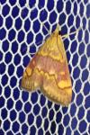 Pyrausta aurata