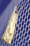 Catoptria falsella
