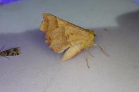 Ennomos alniaria