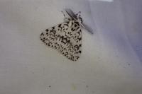 Lymantria monacha