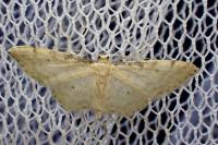 Idaea fuscovenosa