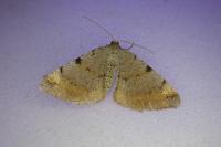 Macaria liturata