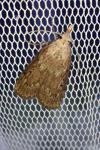 Aphomia sociella