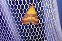 Pyrausta sanguinalis
