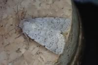 Hoplodrina respersa