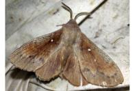 Dendrolimus pini pini