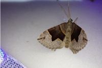 Scotopteryx angularia