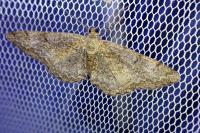Alcis repandata