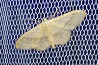 Idaea aversata