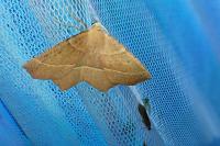 Gerinia honoraria