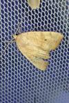 Cosmia trapezina