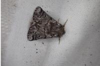 Thaumetopoea pityocampa