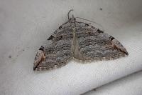 Aplocera plagiata