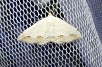 Scopula ornata