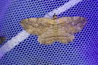 Philereme transversata