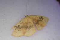 Cyclophora lennigiaria