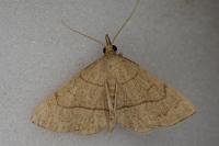 Paracolax tristalis