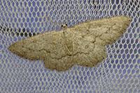 Yezognophos serotinaria dognini