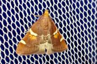 Pyralis sagarrai