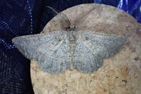Nychiodes notarioi