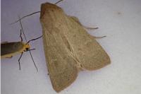 Mythimna ferrago