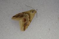 Eublemma parva