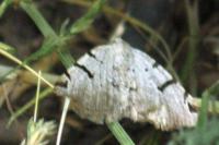 Macaria wauaria