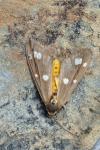 Dysauxes punctata