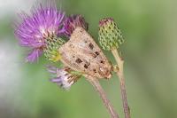 Xestia triangulum
