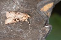 Xestia triangulum