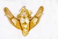 Xestia triangulum