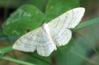 Idaea deversaria