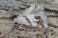 Eublemma candidana