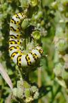 Cucullia lychnitis