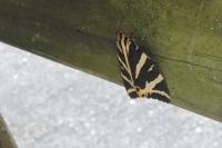 Euplagia quadripunctaria