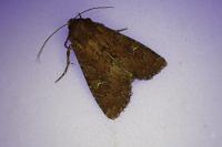 Apamea lateritia