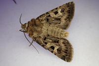 Chersotis alpestris