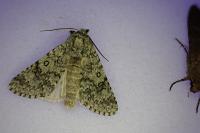 Acronicta euphorbiae